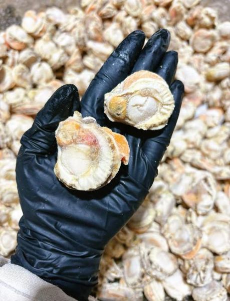 冻扇贝肉怎么做好吃_冻扇贝肉的家常做法