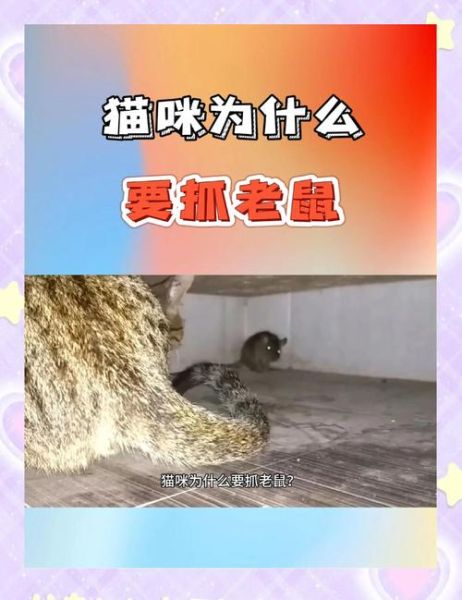 猫为什么喜欢抓老鼠_猫抓老鼠是天性吗