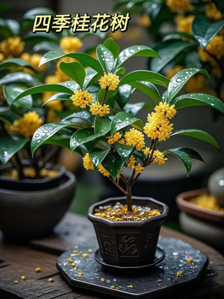 桂树什么时候开花_桂树花香能持续多久