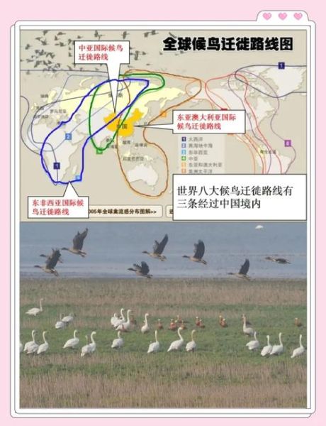 鸟类迁徙路线有哪些_候鸟如何辨别方向