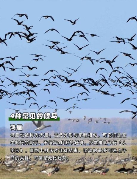 鸟类迁徙路线有哪些_候鸟如何辨别方向