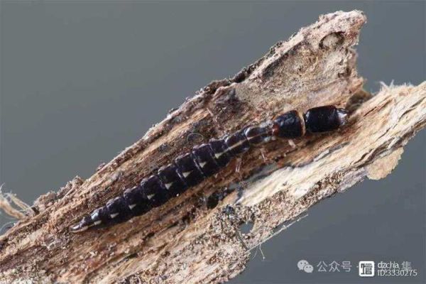 什么虫子会蠕动_如何区分幼虫爬行方式