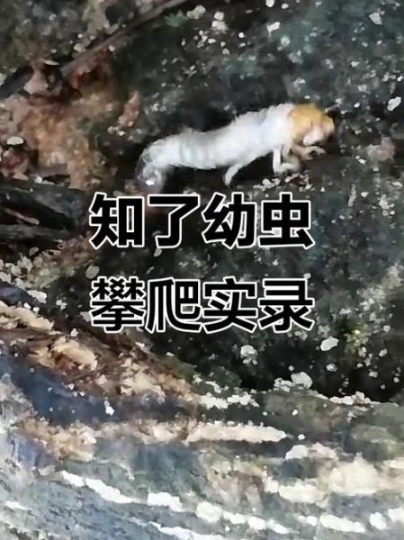 什么虫子会蠕动_如何区分幼虫爬行方式