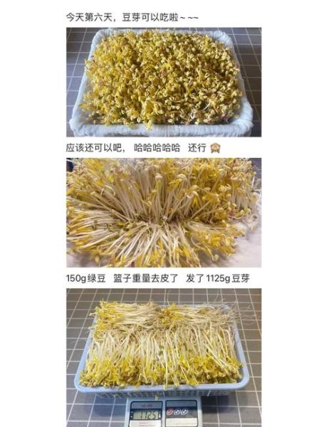 发豆芽怎么发_发豆芽需要几天