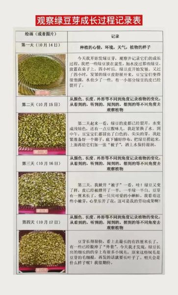 发豆芽怎么发_发豆芽需要几天