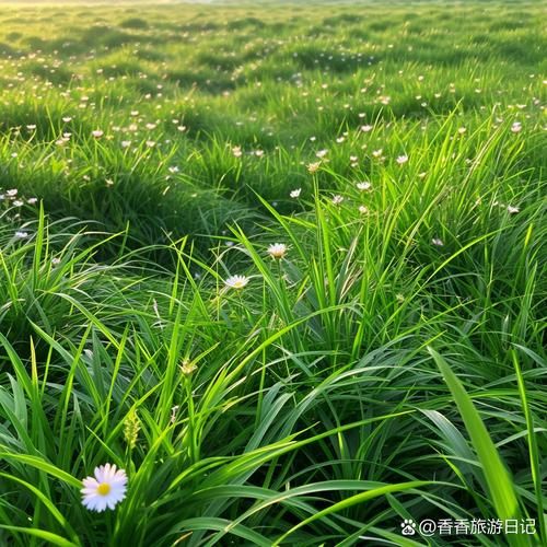 绿草如茵是什么意思_绿草如茵的用法和例句