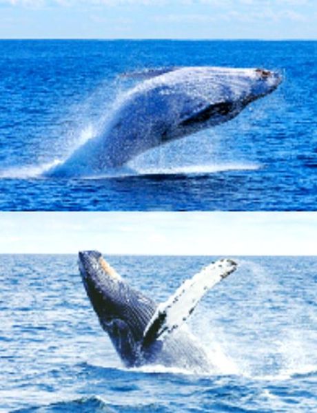 鲸鱼为什么那么美_鲸鱼美在哪里