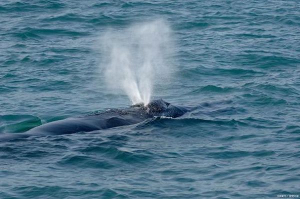 鲸鱼为什么那么美_鲸鱼美在哪里
