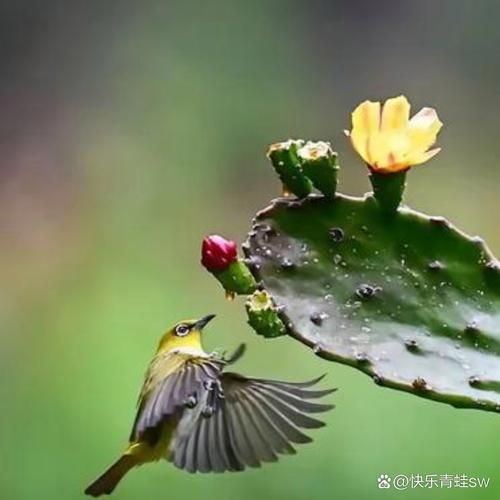 鸟儿为什么会飞_如何吸引鸟儿到阳台