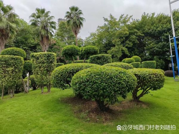 城市绿化_如何提升绿化覆盖率