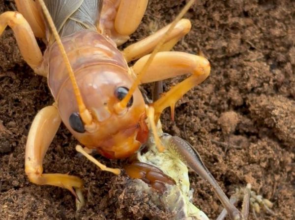 蝈蝈吃什么_蝈蝈寿命有多长