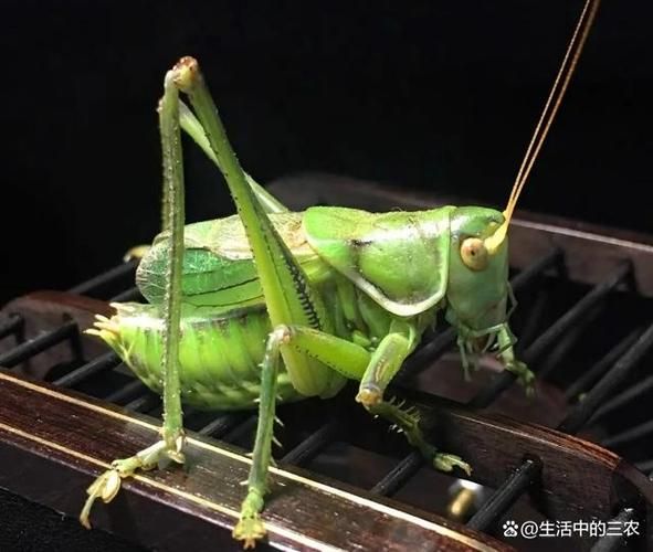 蝈蝈吃什么_蝈蝈寿命有多长