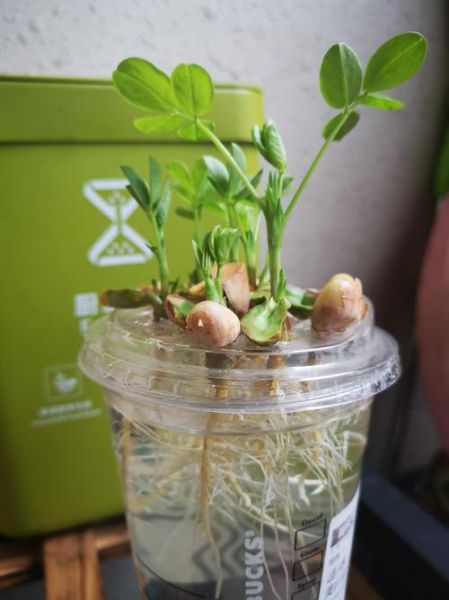 花生怎么保存时间长_花生发芽了还能吃吗