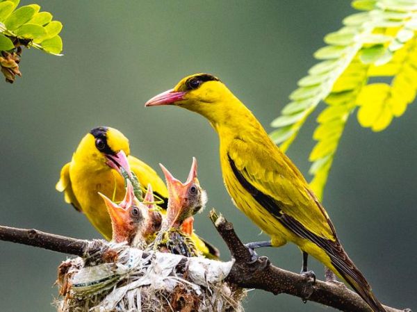 黄鹂鸟吃什么食物_黄鹂鸟怎么养