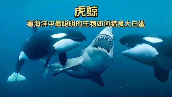 鲨鱼的天敌有哪些_鲨鱼和海豚谁更厉害