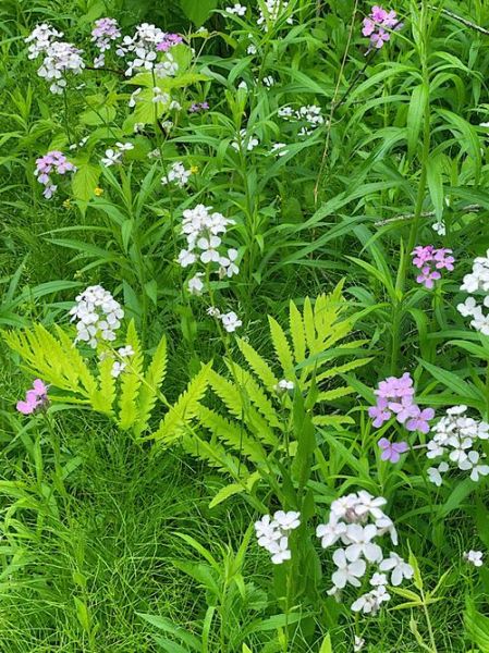 幽草的特点是什么_如何养护幽草