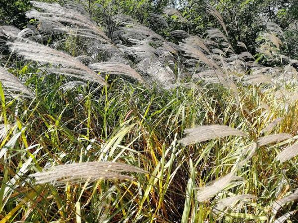 幽草的特点是什么_如何养护幽草