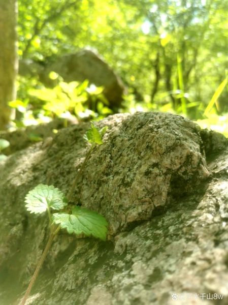 幽草的特点是什么_如何养护幽草