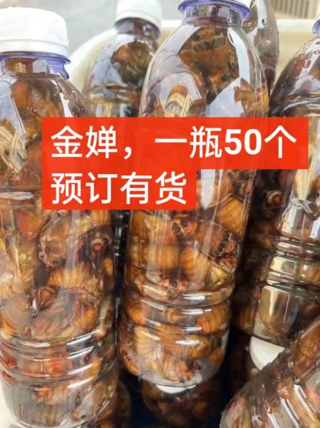 知了猴怎么保存_知了猴多少钱一斤