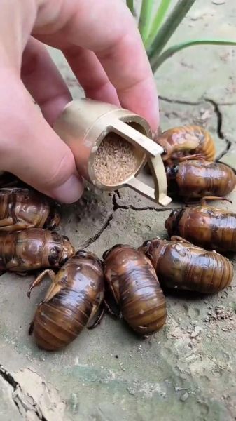 知了猴怎么保存_知了猴多少钱一斤