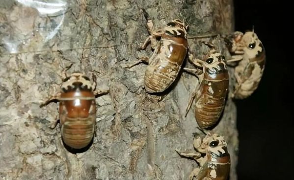 知了猴怎么保存_知了猴多少钱一斤