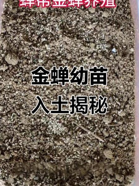 知了怎么养殖_知了养殖周期多久