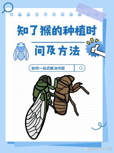 知了怎么养殖_知了养殖周期多久