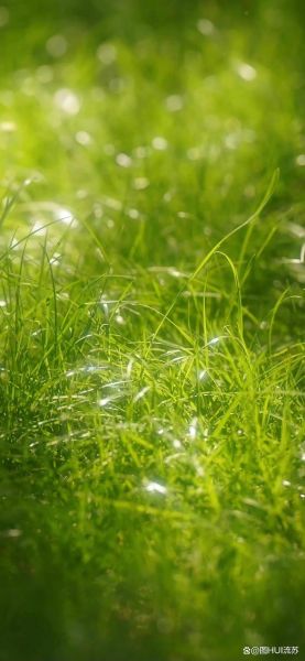 绿色手机壁纸护眼吗_绿色壁纸省电吗