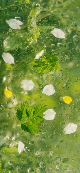 绿色手机壁纸护眼吗_绿色壁纸省电吗