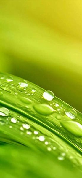 绿色手机壁纸护眼吗_绿色壁纸省电吗