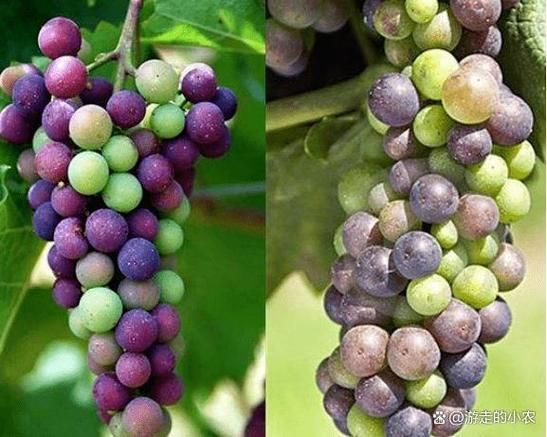 葡萄灰是什么颜色_葡萄灰水果有哪些