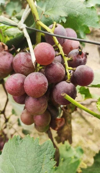 葡萄灰是什么颜色_葡萄灰水果有哪些