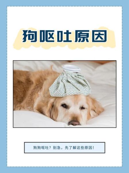 小狗吃食后呕吐怎么办_小狗吃食量标准是多少