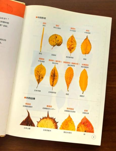 小区落叶怎么处理_秋天小区落叶清扫妙招