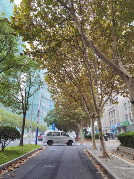 小区落叶怎么处理_秋天小区落叶清扫妙招