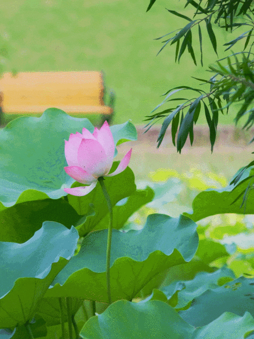 手机怎么设置动态壁纸_动态壁纸设置教程