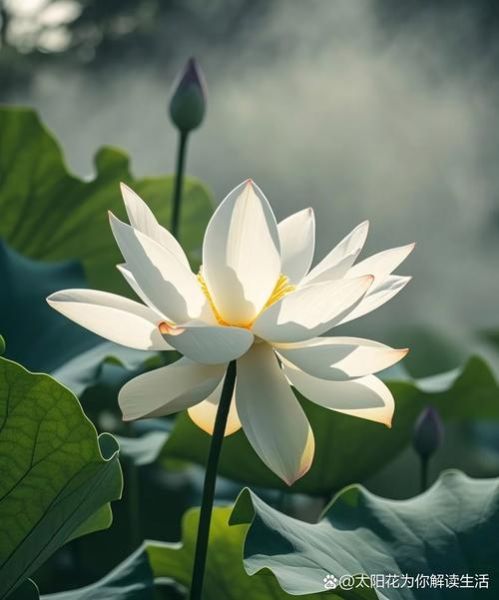 国画是词语吗_国画算不算词语