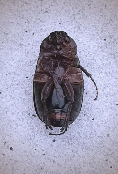 虫物是什么_虫物有哪些常见种类