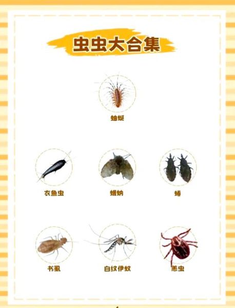 虫物是什么_虫物有哪些常见种类