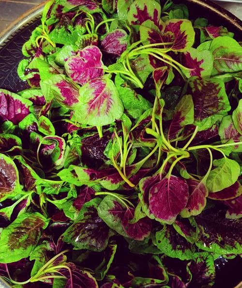 凉拌苋菜怎么做_苋菜凉拌要不要焯水