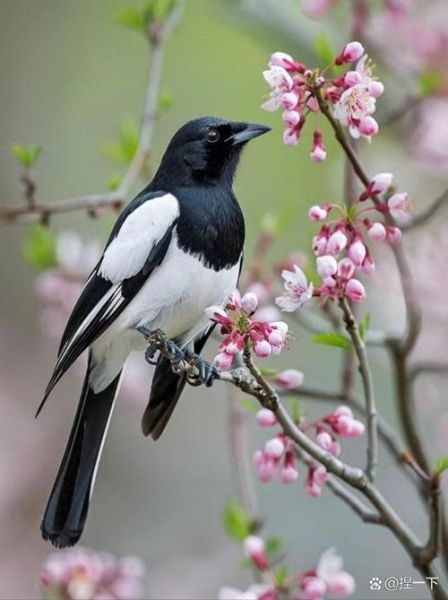 喜鹊为什么叫_喜鹊是吉祥鸟吗