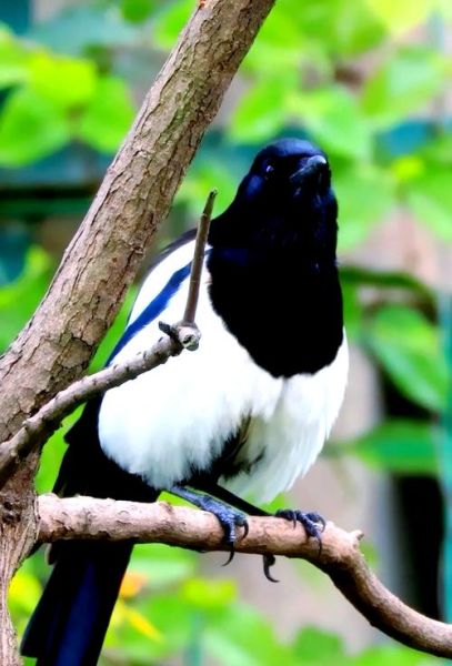 喜鹊为什么叫_喜鹊是吉祥鸟吗