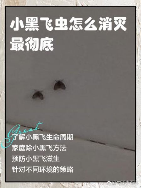 虫子为什么会飞_家里常见飞虫怎么消灭