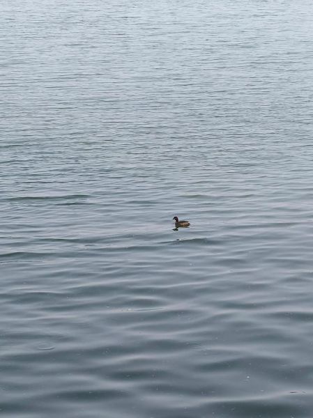 湖面安静怎么形容_湖面安静像什么