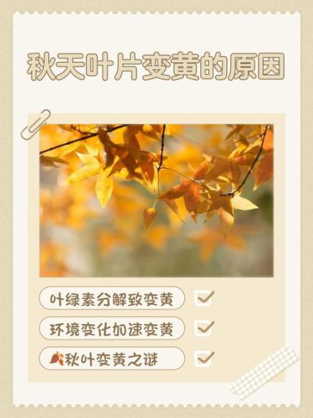树叶为什么会变黄_树叶变黄的原因