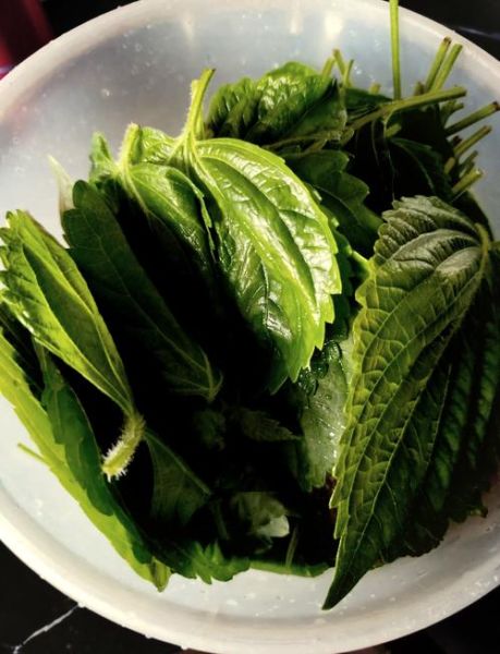 凉拌苏子叶怎么做_苏子叶凉拌需要焯水吗