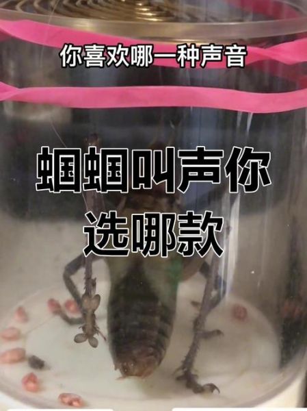 蝈蝈的叫声词语有哪些_如何区分不同蝈蝈的鸣声