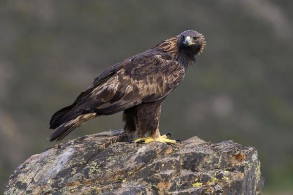 金雕能飞多高_金雕和鹰的区别