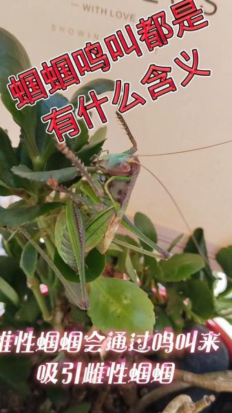 蝈蝈什么时候叫_蝈蝈为什么晚上叫