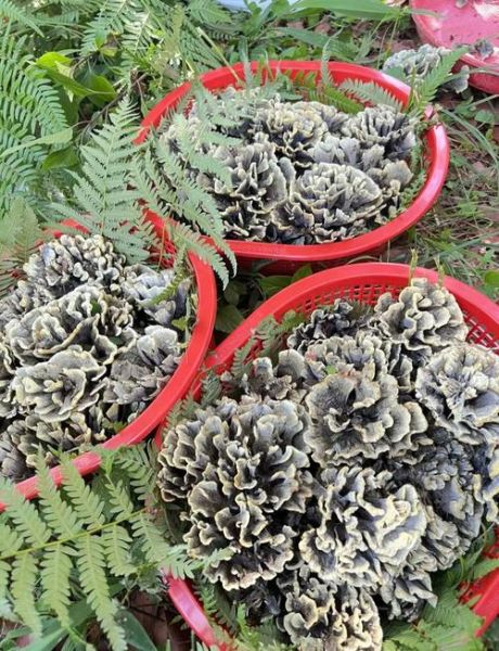 干巴菌怎么做好吃_干巴菌的家常做法步骤